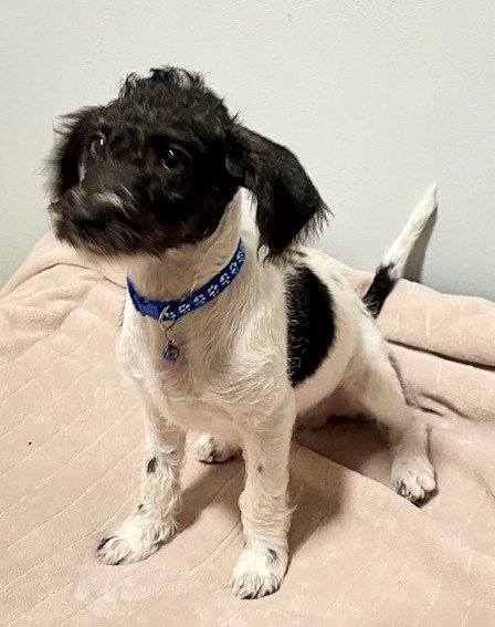 picture of the dog needing adoption