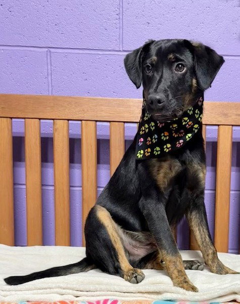 picture of the dog needing adoption