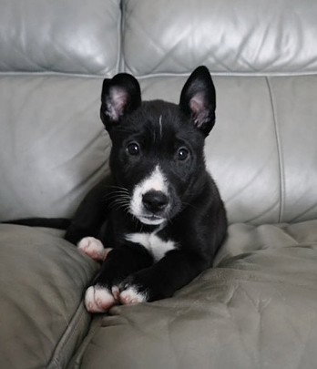 picture of the dog needing adoption
