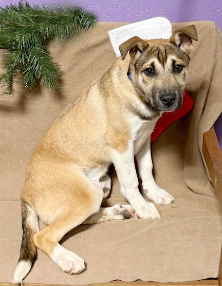 picture of the dog needing adoption