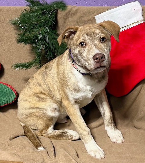 picture of the dog needing adoption