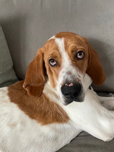 picture of the dog needing adoption