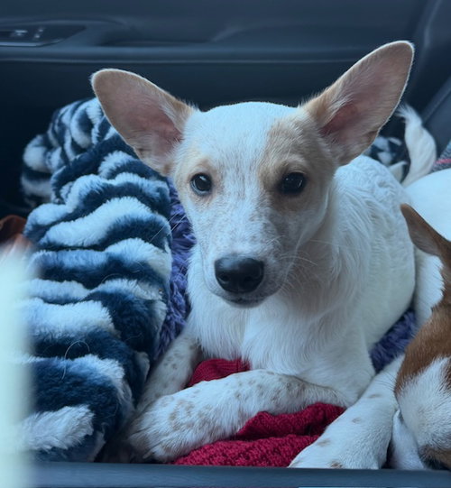 picture of the dog needing adoption