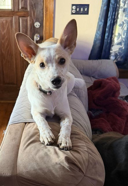 picture of the dog needing adoption