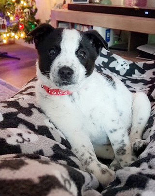 picture of the dog needing adoption