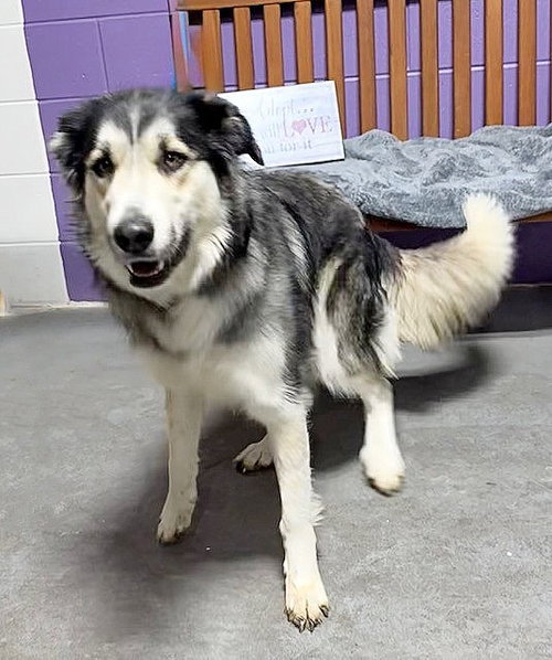picture of the dog needing adoption