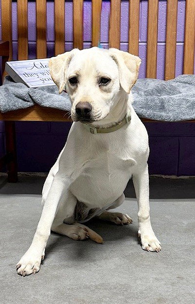 picture of the dog needing adoption