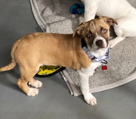 picture of the dog needing adoption