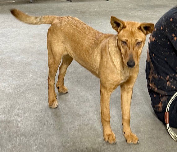 **DINGO**