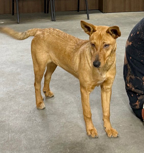 **DINGO**