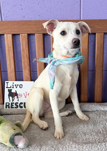 picture of the dog needing adoption