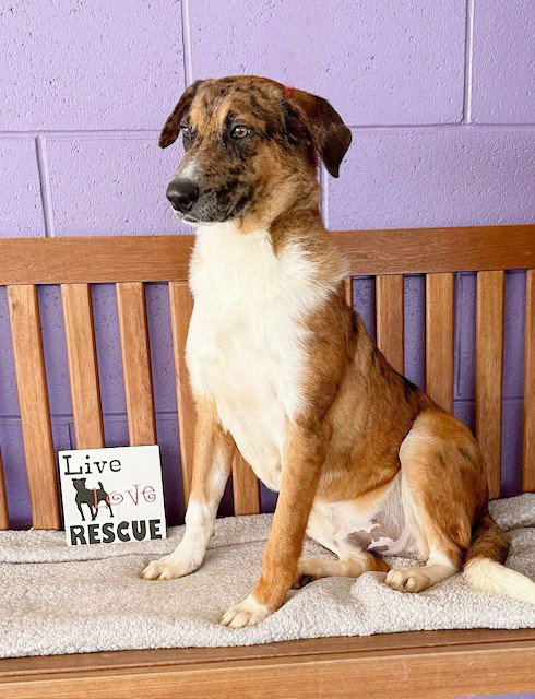 picture of the dog needing adoption