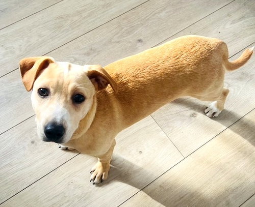 picture of the dog needing adoption
