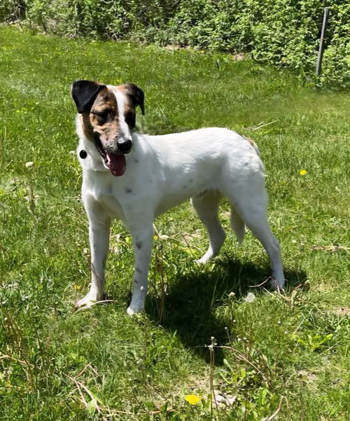 **PIERCE**, an adoptable Collie in Genesee, WI