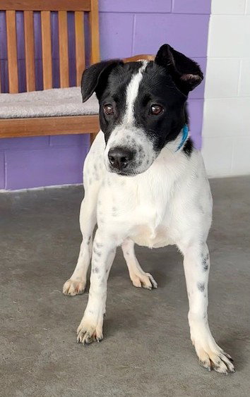 picture of the dog needing adoption