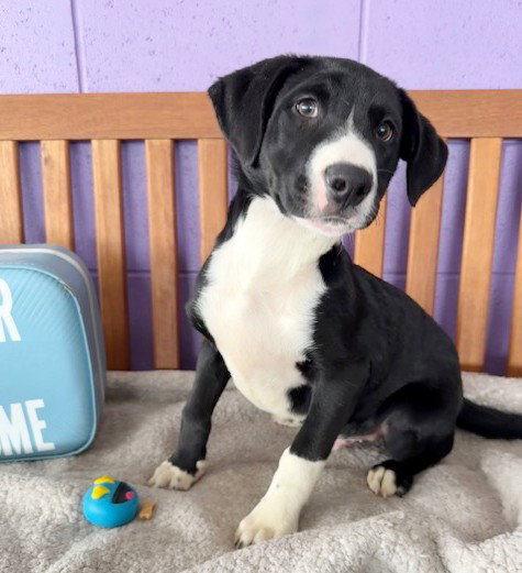 picture of the dog needing adoption