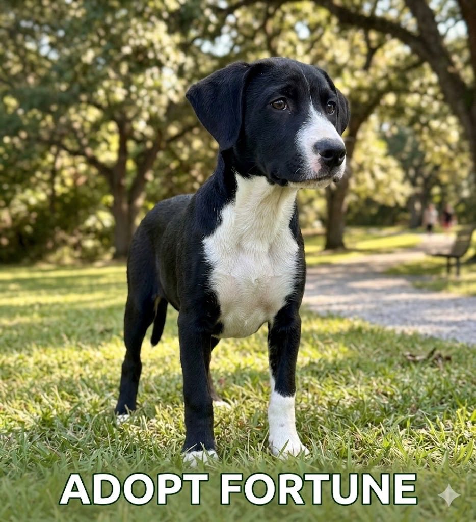 **FORTUNE**