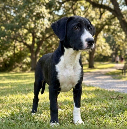 picture of the dog needing adoption