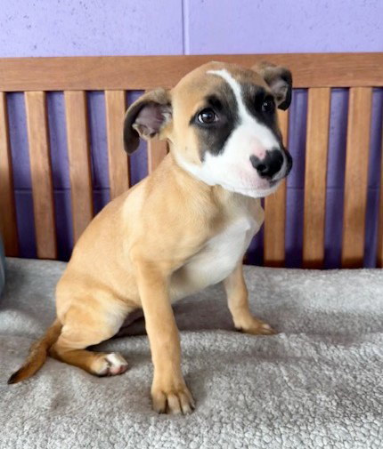 picture of the dog needing adoption