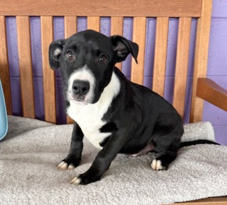 picture of the dog needing adoption
