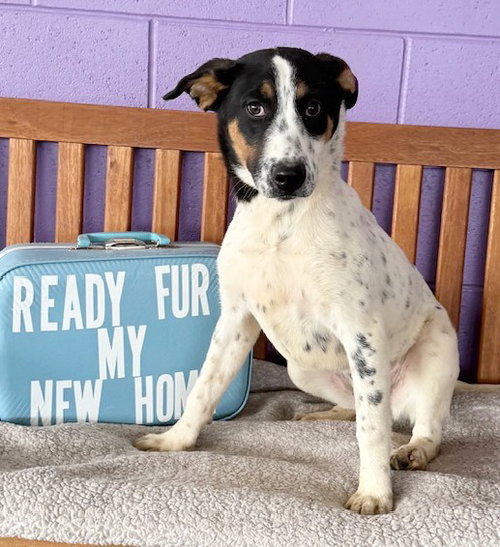 picture of the dog needing adoption