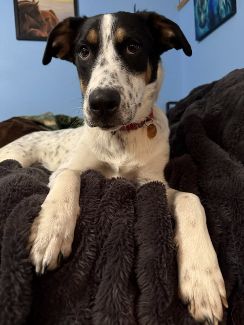 **TEAGAN**, an adoptable Australian Cattle Dog in Genesee, WI