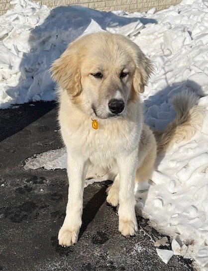 **ASPEN**