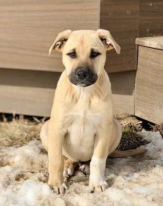 picture of the dog needing adoption