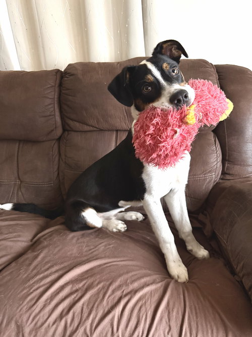 **JAKE**, an adoptable Australian Shepherd in Genesee, WI