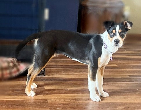 Australian Shepherd
