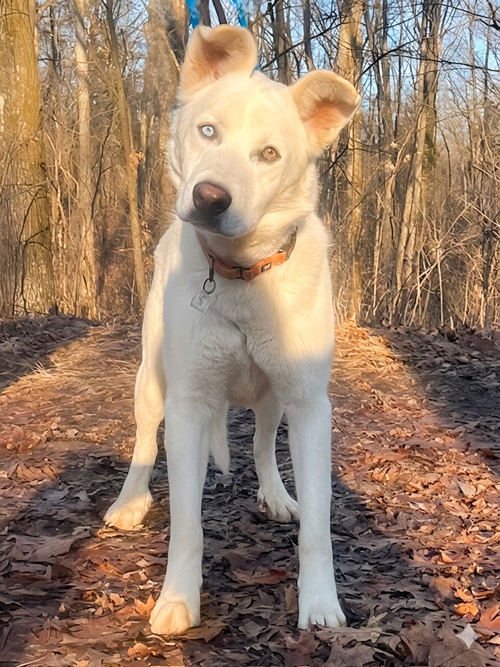 picture of the dog needing adoption