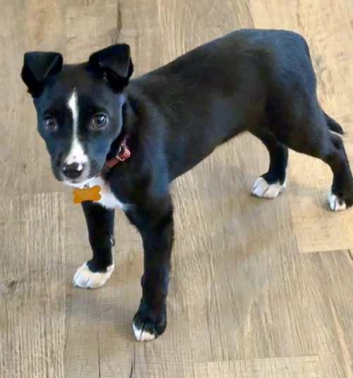 picture of the dog needing adoption