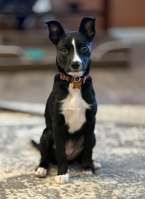 **LARIETTE**, an adoptable Border Collie in Genesee, WI