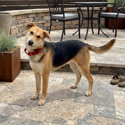 **MOCHA**, an adoptable Shepherd in Genesee, WI