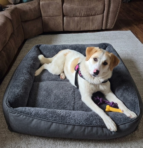 picture of the dog needing adoption