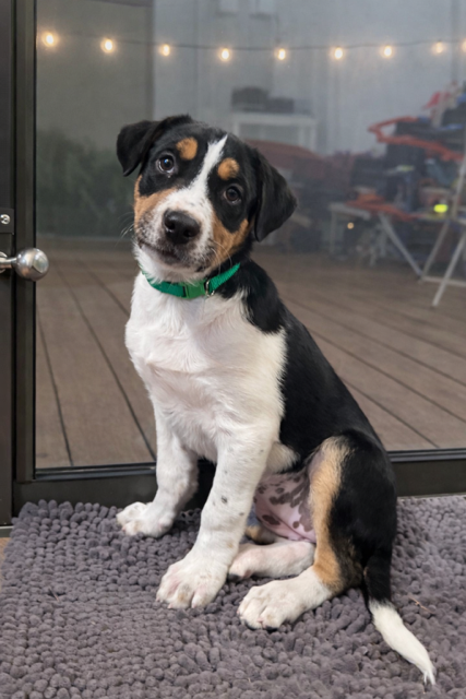 picture of the dog needing adoption