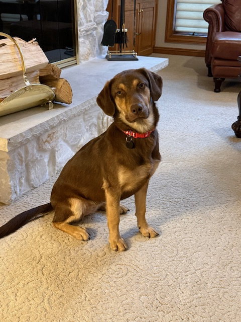 picture of the dog needing adoption