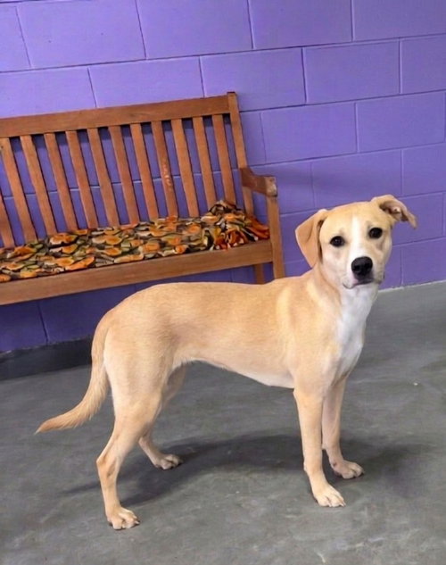 **ELIZABARK**, an adoptable Labrador Retriever in Genesee, WI