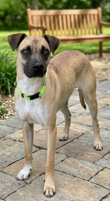 **THEO**, an adoptable Black Mouth Cur in Genesee, WI
