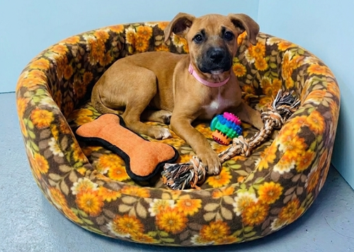 picture of the dog needing adoption