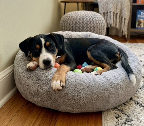 **BEATRICE**, an adoptable Mountain Dog in Genesee, WI