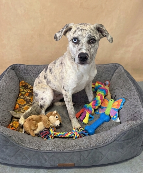 **EMPRESS**, an adoptable Catahoula Leopard Dog in Genesee, WI