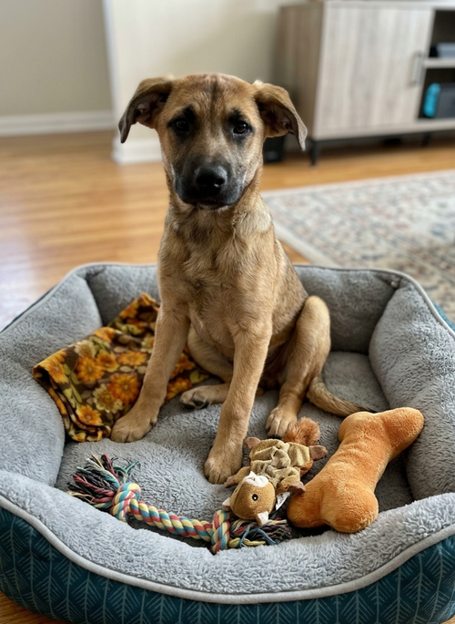 **RUE**, an adoptable Shepherd in Genesee, WI