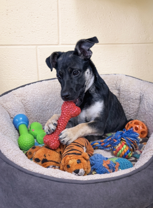 **CHARLOTTE**, an adoptable Shepherd in Genesee, WI