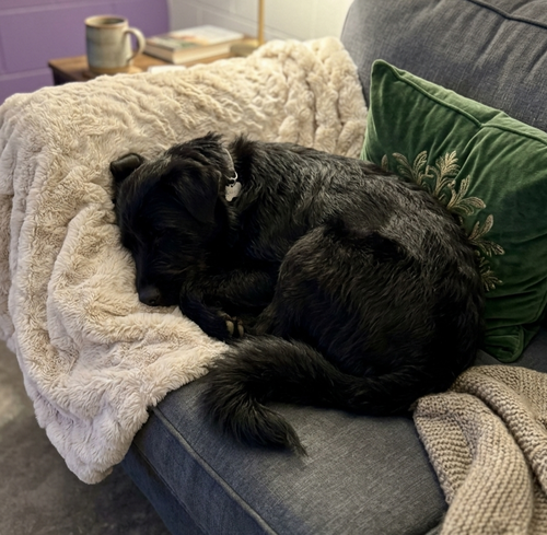 picture of the dog needing adoption