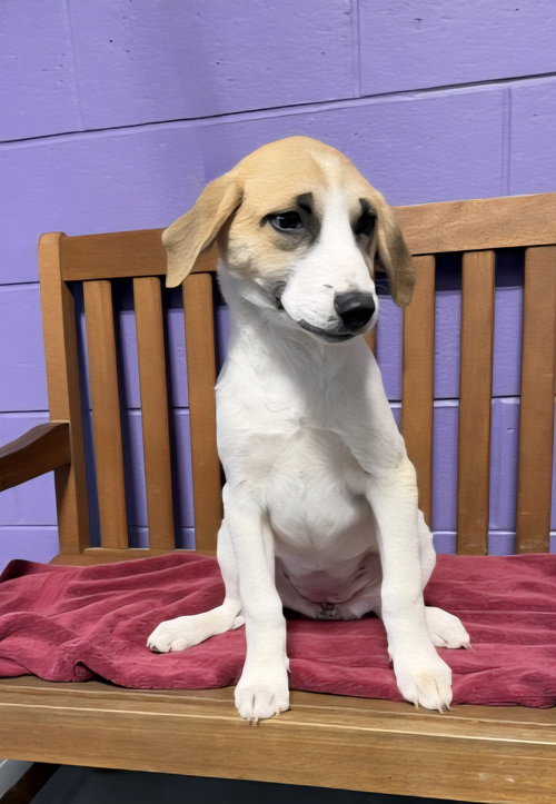 picture of the dog needing adoption