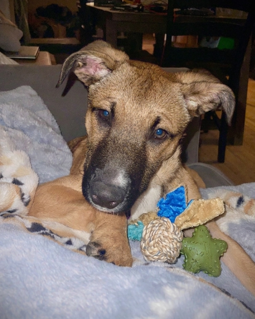 **CASSIUS**, an adoptable Shepherd in Genesee, WI