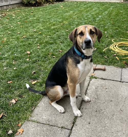picture of the dog needing adoption