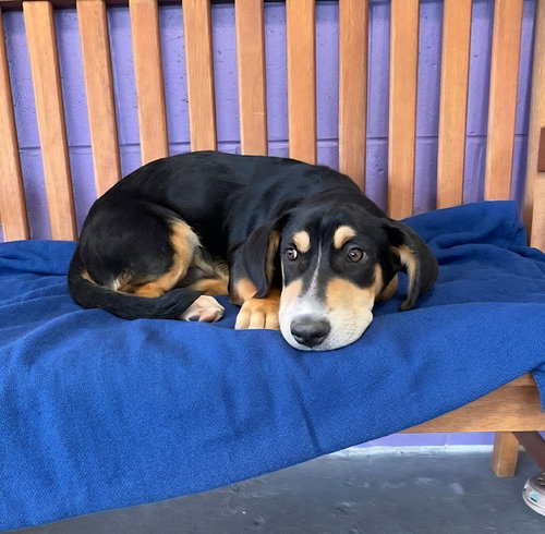 **FURY**, an adoptable Basset Hound in Genesee, WI