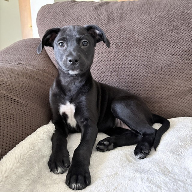 **JADE**